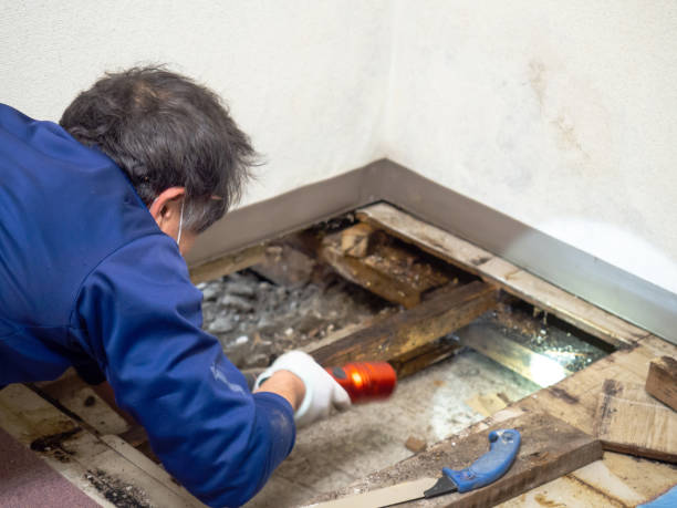 Best Office Mold Removal Services  in Oakwood, IL