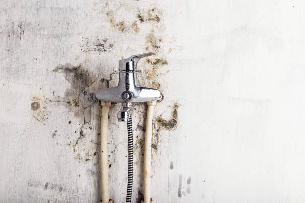 Best Residential Mold Removal  in Oakwood, IL