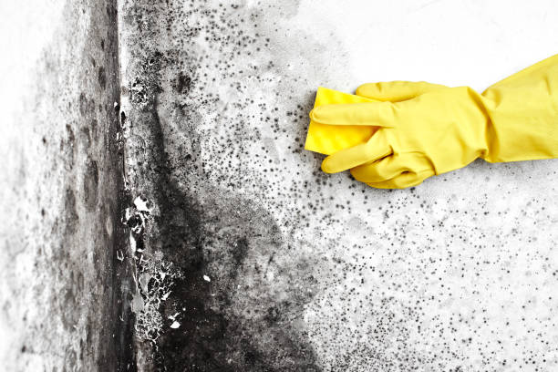 Best Fast Mold Removal  in Oakwood, IL