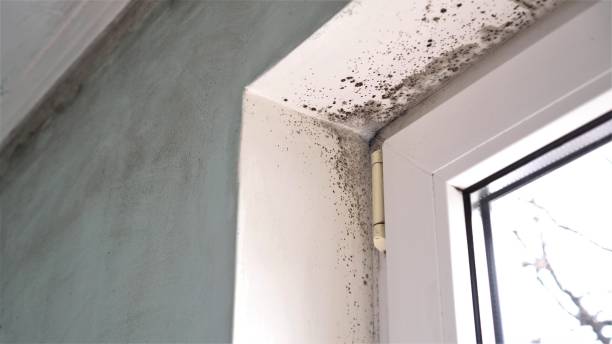 Best Affordable Mold Removal  in Oakwood, IL