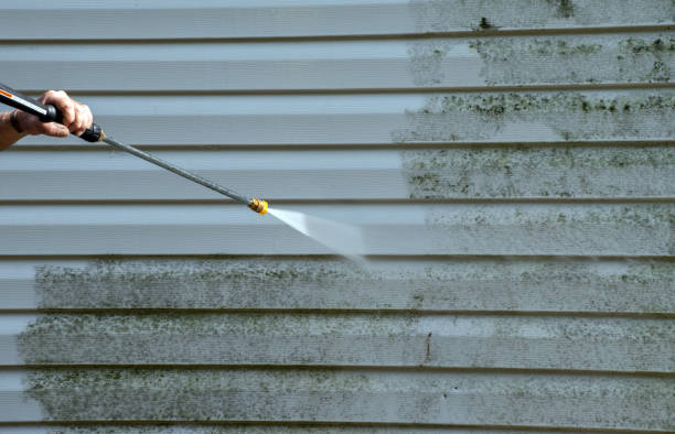 Best Home Mold Removal  in Oakwood, IL