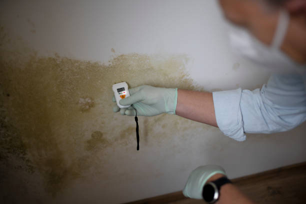 Best Mold Testing  in Oakwood, IL