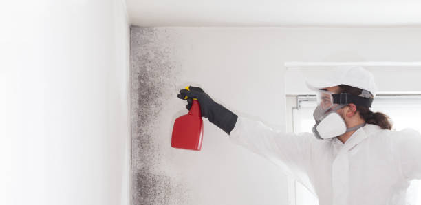 Best Attic Mold Removal  in Oakwood, IL