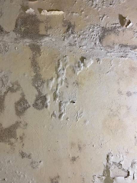 Best Black Mold Removal  in Oakwood, IL