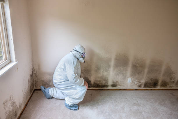 Professional Mold Removal in Oakwood, IL