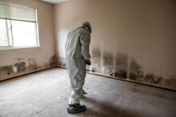 Best Fast Mold Removal  in Oakwood, IL
