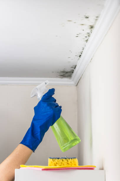 Best Mold Remediation  in Oakwood, IL